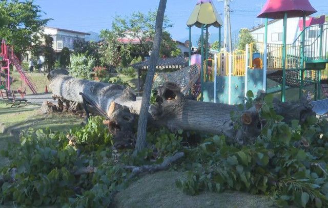 倒木に巻き込まれ11歳女子児童が軽傷　高さ約10ｍのポプラ　腰かすめる　あわや…強風の影響か　現場の公園では「バラまつり」　実行委は開催の仕方を検討　
