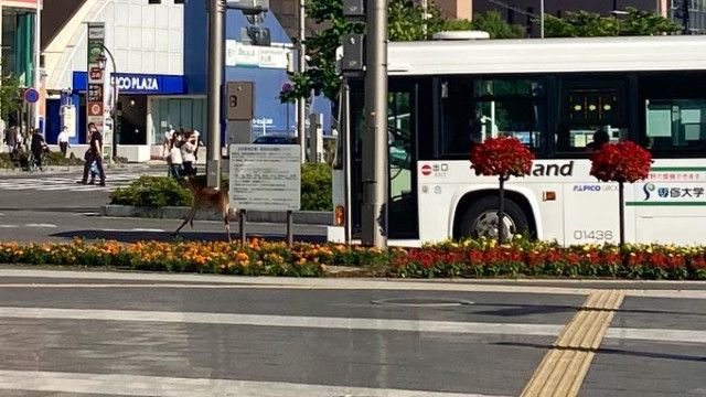 松本の中心市街地にシカ出没　駅前の交差点　路線バスの前を…　警察が一時、周辺を警戒　