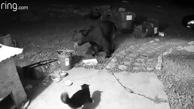 玄関で熊と対峙するソックス猫、本気のシャーで熊を追い返す
