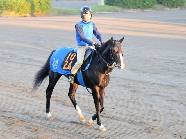 三冠牝馬アパパネの仔が臨戦態勢 国枝師「動きは合格点」/関東馬メイク