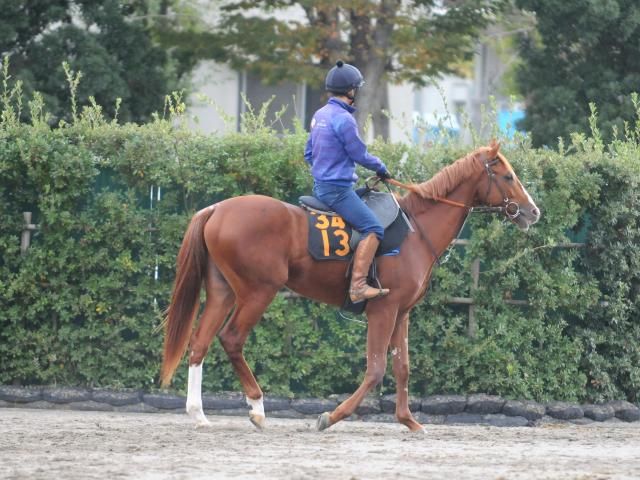 一族には国内外の活躍馬ずらり 1.5億円馬ダノンピクチャー/関東馬メイクデビュー情報（netkeiba）｜ｄメニューニュース（NTTドコモ）