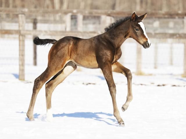 まねき馬倶楽部年度代表馬sp 2346イクイノックス