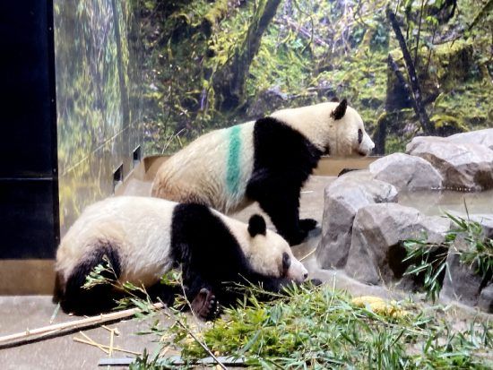 上野動物園でパンダを観る際、“失敗しないルート”が存在。ガチ勢は「開園数十分前から弁天門で待機」（日刊SPA！）｜ｄメニューニュース（NTTドコモ）