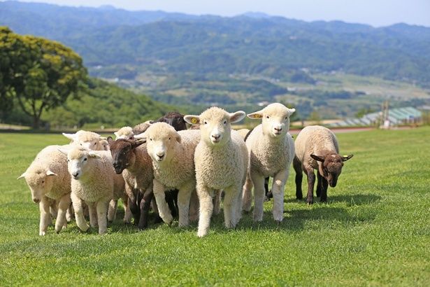 マザー牧場まで9キロ歩くイベント「歩け歩け大会」がカムバック！その開催回数を聞いて腰を抜かした！