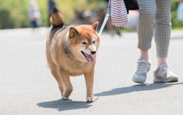 ペット 虐待 セール 夢占い