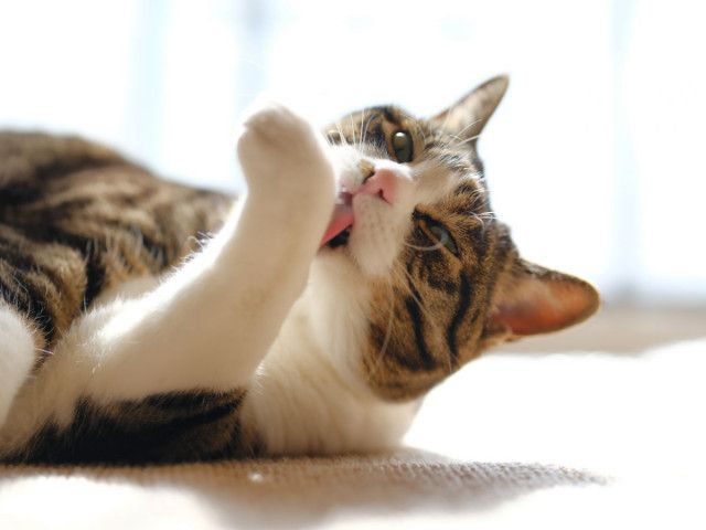 秋冬は猫の「毛球症」に要注意！　時として“命の危険”も？　獣医師が解説