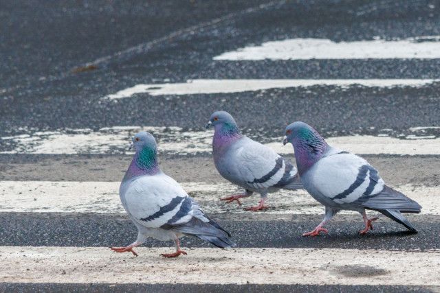 他人のペットを殺したら器物損壊と動物愛護法とどっちが刑が重い 安い