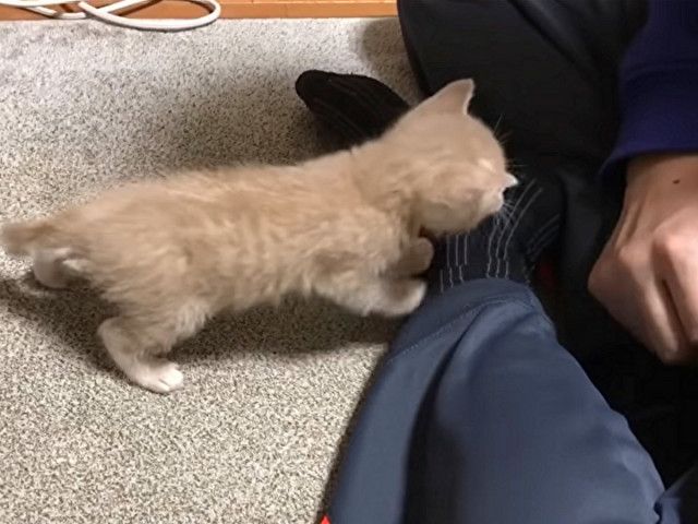 ペットな子猫と2つの穴 安い