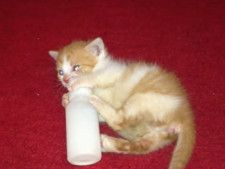 「出てこないニャ〜」　どうしてもミルクを飲みたい子猫の行動に「一生懸命な姿がかわいすぎる」