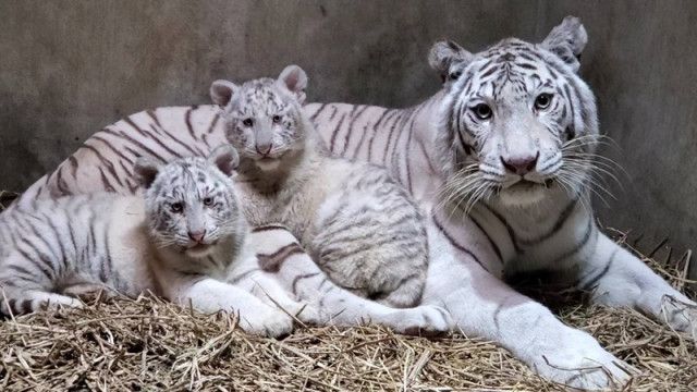 2月24日に宇都宮動物園でホワイトタイガーの赤ちゃん命名式　翌日にネコ園長就任10周年記念式典も