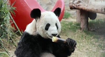 激やせで米国から帰郷したパンダ「ヤーヤー」が目に見えて太る―中国