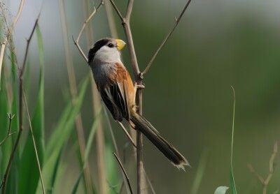 鳥の“ジャイアントパンダ”」のカオジロダルマエナガなど希少な鳥類を確認―天津市（レコードチャイナ）｜ｄメニューニュース（NTTドコモ）