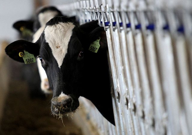 米政府、乳牛が鳥インフル感染の州で小売店の牛ひき肉を検査
