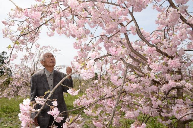 ９１歳の花咲かじいさん、今年も桜満開　浜田・金城の原さん、ほぼ１人で世話　「あと５、６年は頑張りたい」