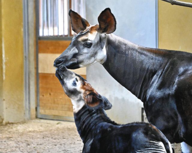 ズーラシアの赤ちゃんオカピの名前は「フラハ」に決まりました 何語？意味は？（東京すくすく）｜ｄメニューニュース（NTTドコモ）