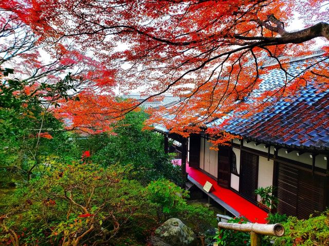 通常非公開の京都「霊鑑寺」秋の特別拝観】狩野派の掛け軸を一挙初公開！秋を感じる庭園 や本堂・書院まで（TABIZINE）｜ｄメニューニュース（NTTドコモ）