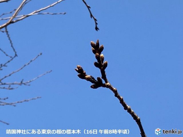 東京都心の桜　つぼみが黄緑色に　明日ポカポカ続くも　来週また寒さ戻る　開花いつ?