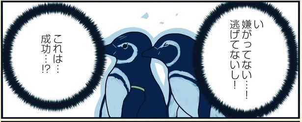 【漫画】飼育員も大盛り上がり！　ウブなペンギンカップル誕生の瞬間／「下町ペンギン物語」(2)
