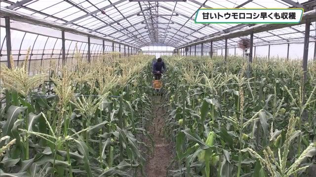口コミやＳＮＳで話題「トウモロコシ」が早くも収穫　栃木県・高根沢町
