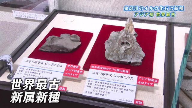 鬼怒川のイルカ化石は新属新種　中３が発見　アジア初　世界最古