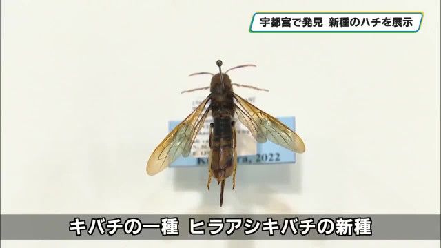 新種の「ヒラアシキバチ」が話題に　宇都宮市内で博物館学芸員が発見　和名はシモツケヒラアシキバチ