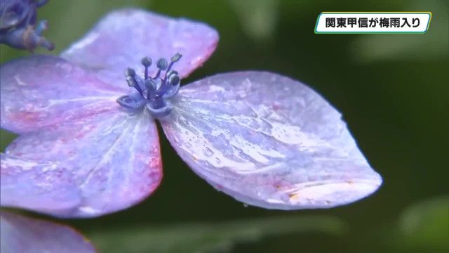 関東甲信で梅雨入り　宇都宮市の公園ではアジサイが美しさの競演