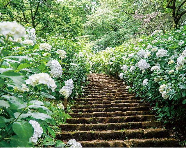 厚木市にある県立七沢森林公園 のあじさい階段は６月半ばが見頃 〈厚木市・愛川町・清川村〉