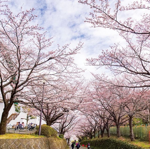 大妻女子大学 キャンパスでお花見 ３月23日と24日、校内を開放〈多摩市〉