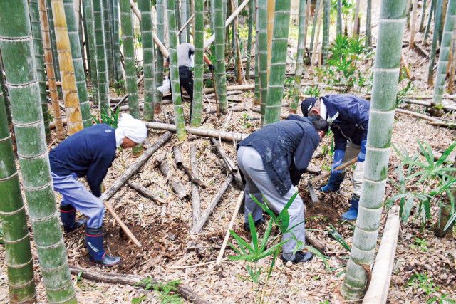 横浜鶴見RC 市民の森でタケノコ掘り 竹林環境整備の一環で〈横浜市鶴見区〉