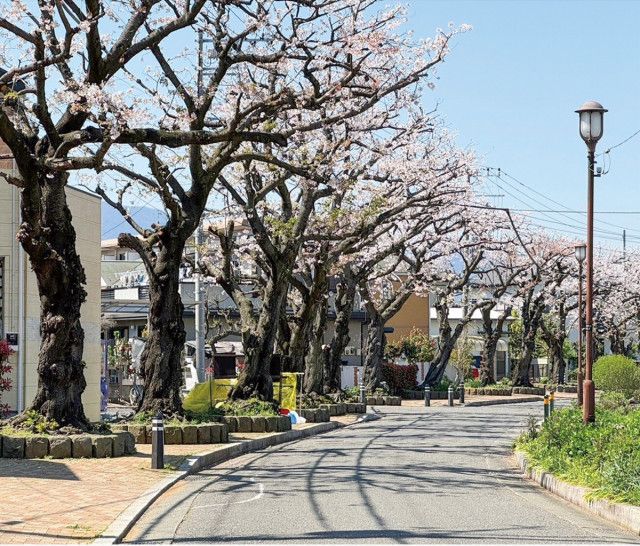 平塚市 剪定で桜並木守る 今年は田村を整備〈平塚市〉