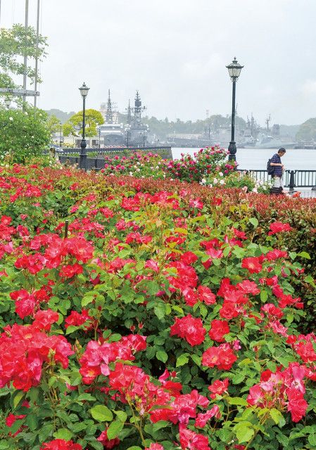 ヴェルニー公園 凛と咲く春バラ〈横須賀市〉