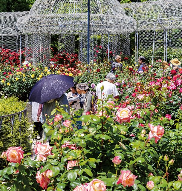 春バラ華やかに香る〈南足柄市・大井町・松田町・山北町・開成町〉