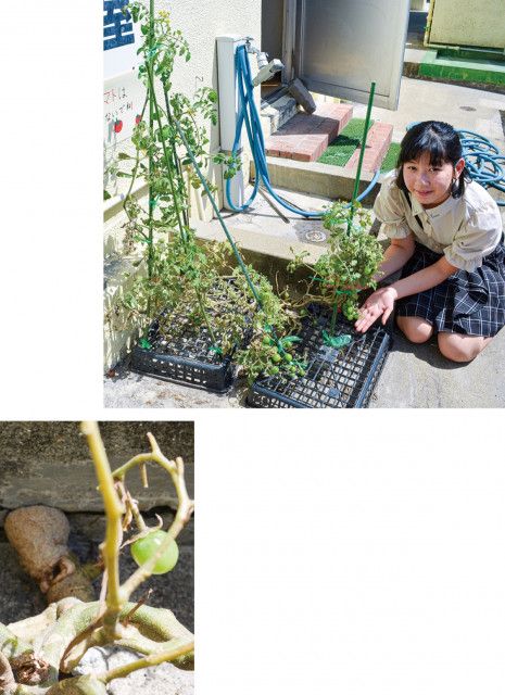 星川小に｢ド根性トマト｣ ６年生　内川さんが水やり〈横浜市保土ケ谷区〉