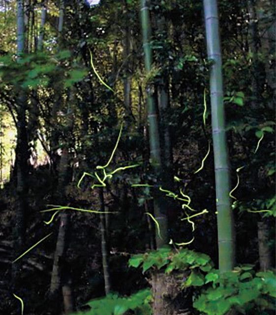 たちばなふれあいの森 ｢ホタルの光、今年も観賞を｣５月 31日から予定　羽化遅れれば開催順延も〈川崎市高津区〉