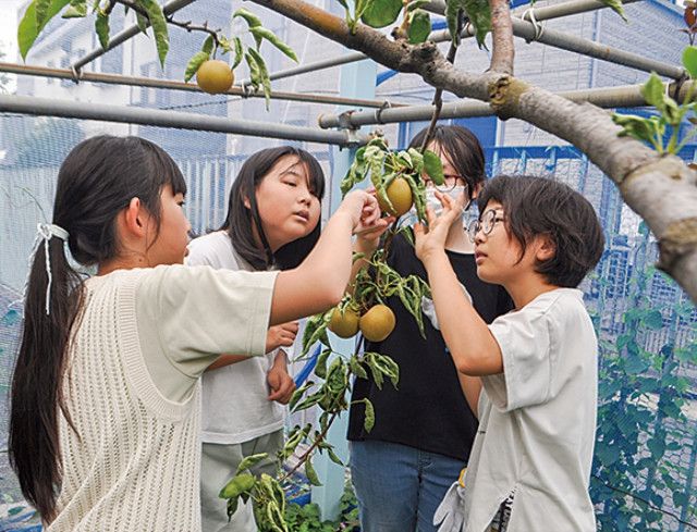 ナシの変化を観察 南河原小５年生〈川崎市川崎区・川崎市幸区〉