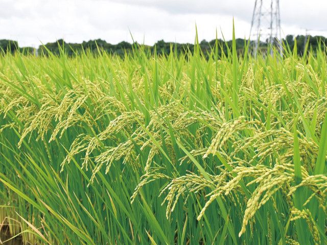 コメ不足 ９月中旬に解消の見込み はるみは平年並みの収穫量〈厚木市・愛川町・清川村〉（タウンニュース）｜ｄメニューニュース（NTTドコモ）