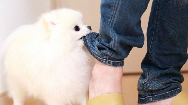 飼い犬に｢狂犬病ワクチン｣､日本でどこまで必要か 海外渡航前に知っておきたい"人間のワクチン"