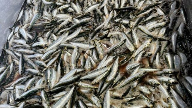 日本で魚が獲れない理由｣を知った小学生の驚愕 よくある大人の反論｢外国船・海水温上昇・クジラ｣（東洋経済オンライン）｜ｄメニューニュース（NTTドコモ）