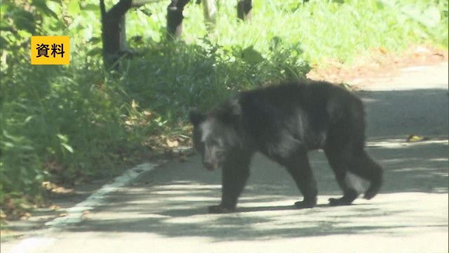 【クマ出没情報】道路を横切るクマ目撃　福島県須賀川市雨田　13日午後6時すぎ