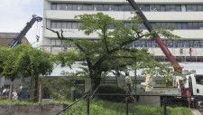 「いたしかたない…」桜の名所・松川べりの桜を伐採　地震で護岸に亀裂入る　復旧工事のため出入り口確保　富山