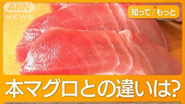 「高級魚」ミナミマグロが安く　すしで「濃厚で脂・甘み強く」も知名度低く