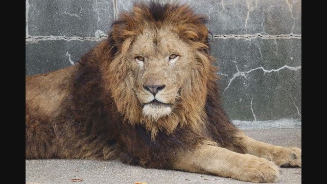 ４月以降いなかったけど…徳山動物園に新たにオスのライオンがやってくる！