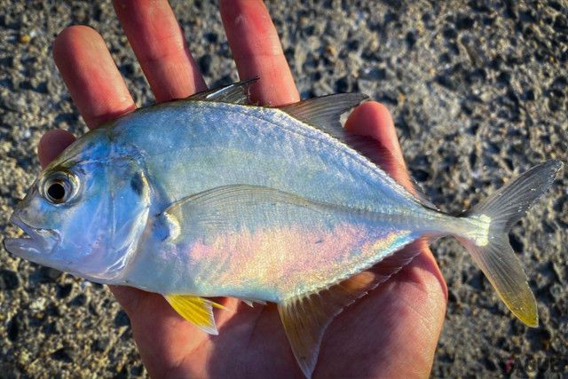 釣れないときの切り札は!? 手のひらサイズの魚でも大興奮！  憧れの「南国系モンスター魚」をどうやって釣る？（VAGUE）｜ｄメニューニュース（NTTドコモ）