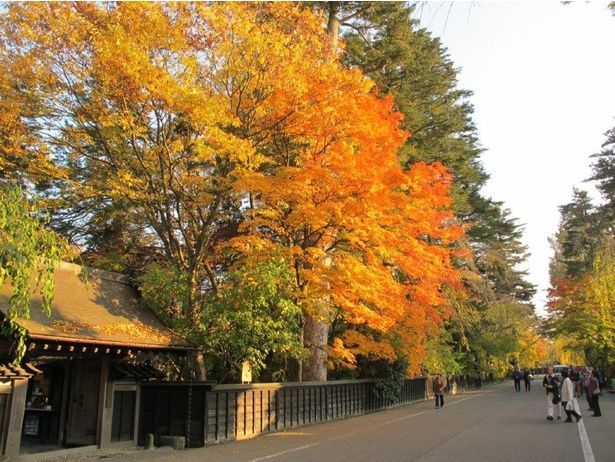 今週末(11月11・12日)の紅葉見頃はここ！全国の見頃となりそうな紅葉