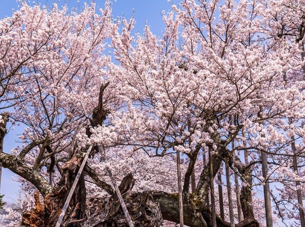 今週末(4月6・7日)の桜見頃はここ！東・西日本の7分咲き〜満開を迎える