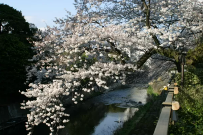 伊東市に桜のトンネル出現　春の訪れ 3月23日〜4月7日まで「さくらの里夜桜観賞会」を開催！
