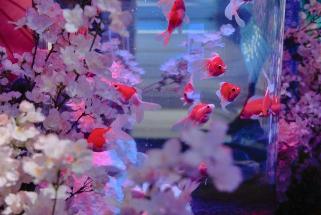 お台場アクアリウム、600本の桜で迎える「桜展-2024」が3月15日より開催！桜の名を冠した金魚を3種類展示