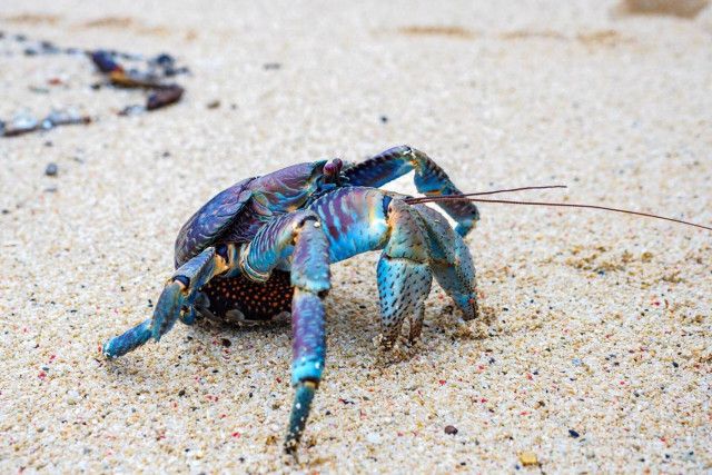 石垣島ヤシガニに出会う旅！生態から観察スポットまでの完全ガイド