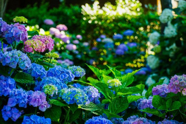 【6月〜7月が見頃】色鮮やかな紫陽花を見にでかけよう！関西の紫陽花スポット5選＜京都・大阪・奈良＞