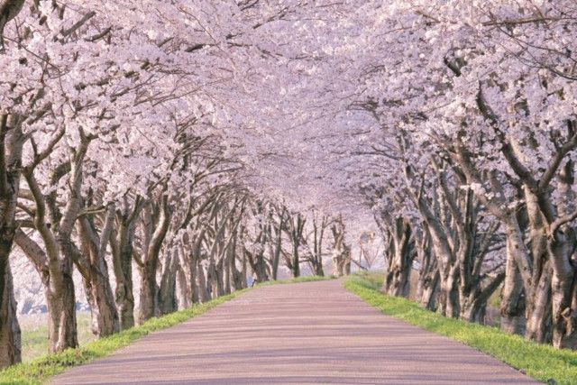 【山梨】春のお散歩に最適！甲府盆地の桜並木スポット9選